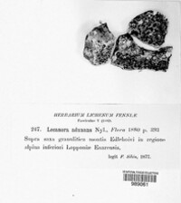 Image of Lecanora adunans